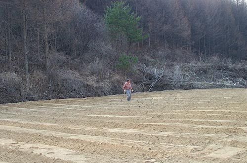 은행나무를 심는 아버지 